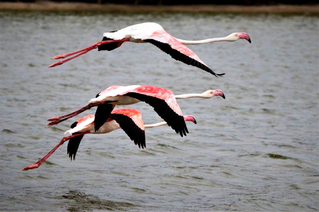 Birding Paradise at Kosi Bay