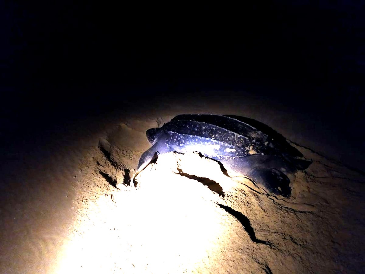 Kosi Bay Turtle Tracking Tours