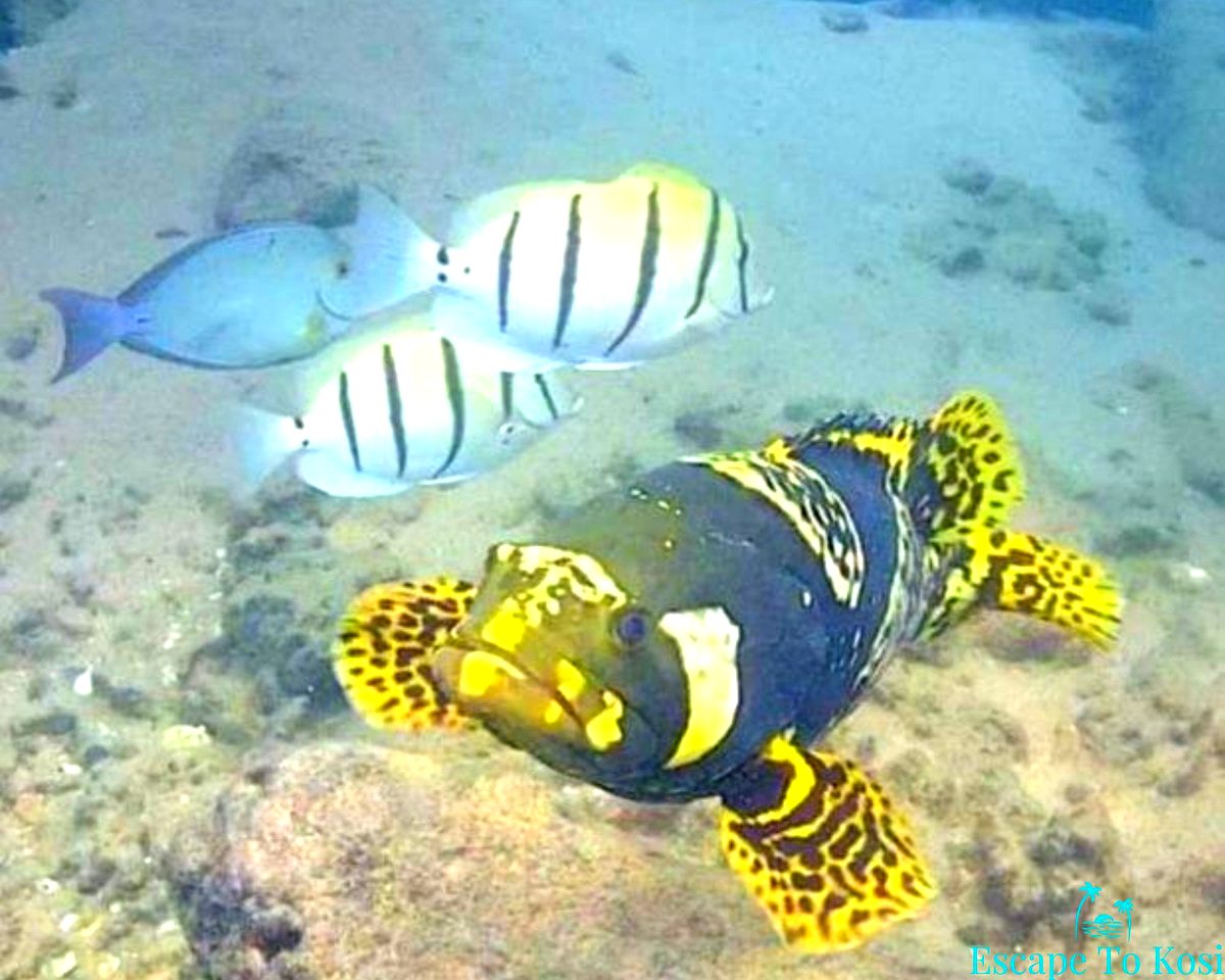 Snorkelling Kosi Bay