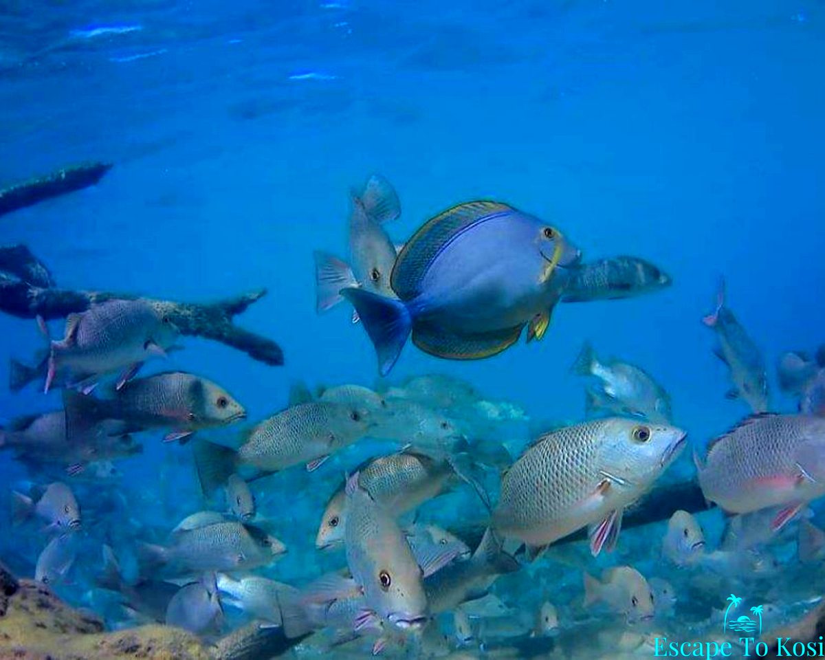 Kosi Bay Snorkelling — 