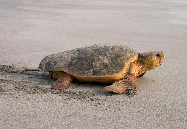 Turtle Tours Kosi Bay