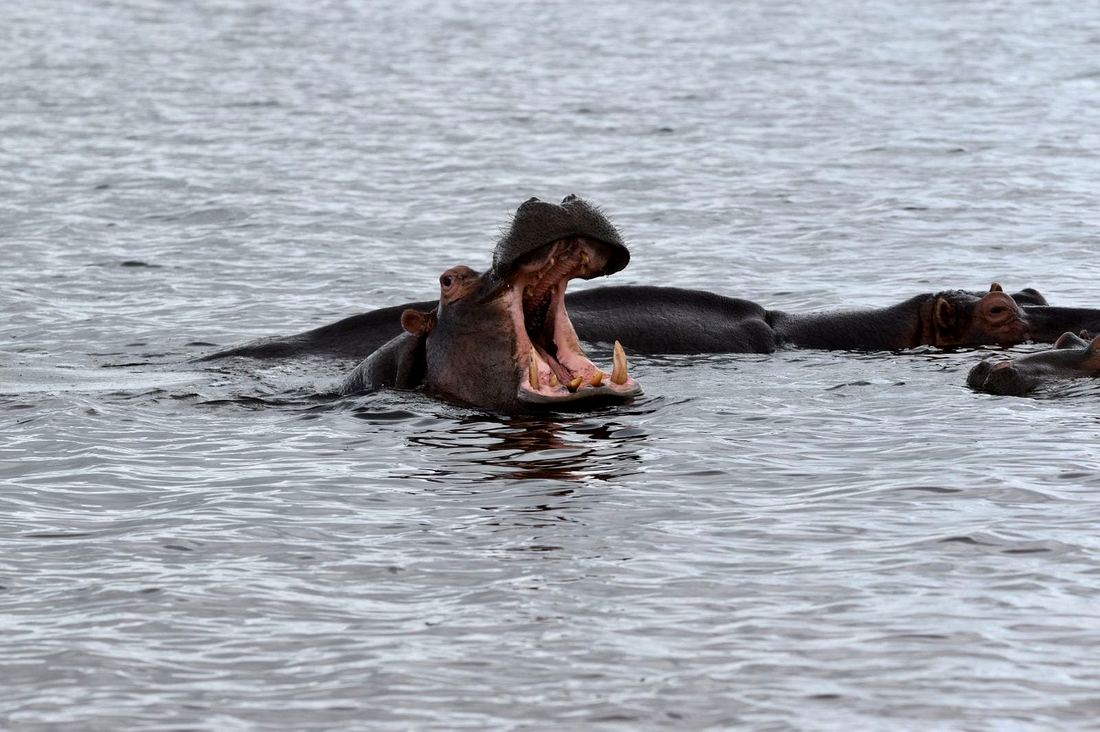 Hippo on the Kosi Bay lakes