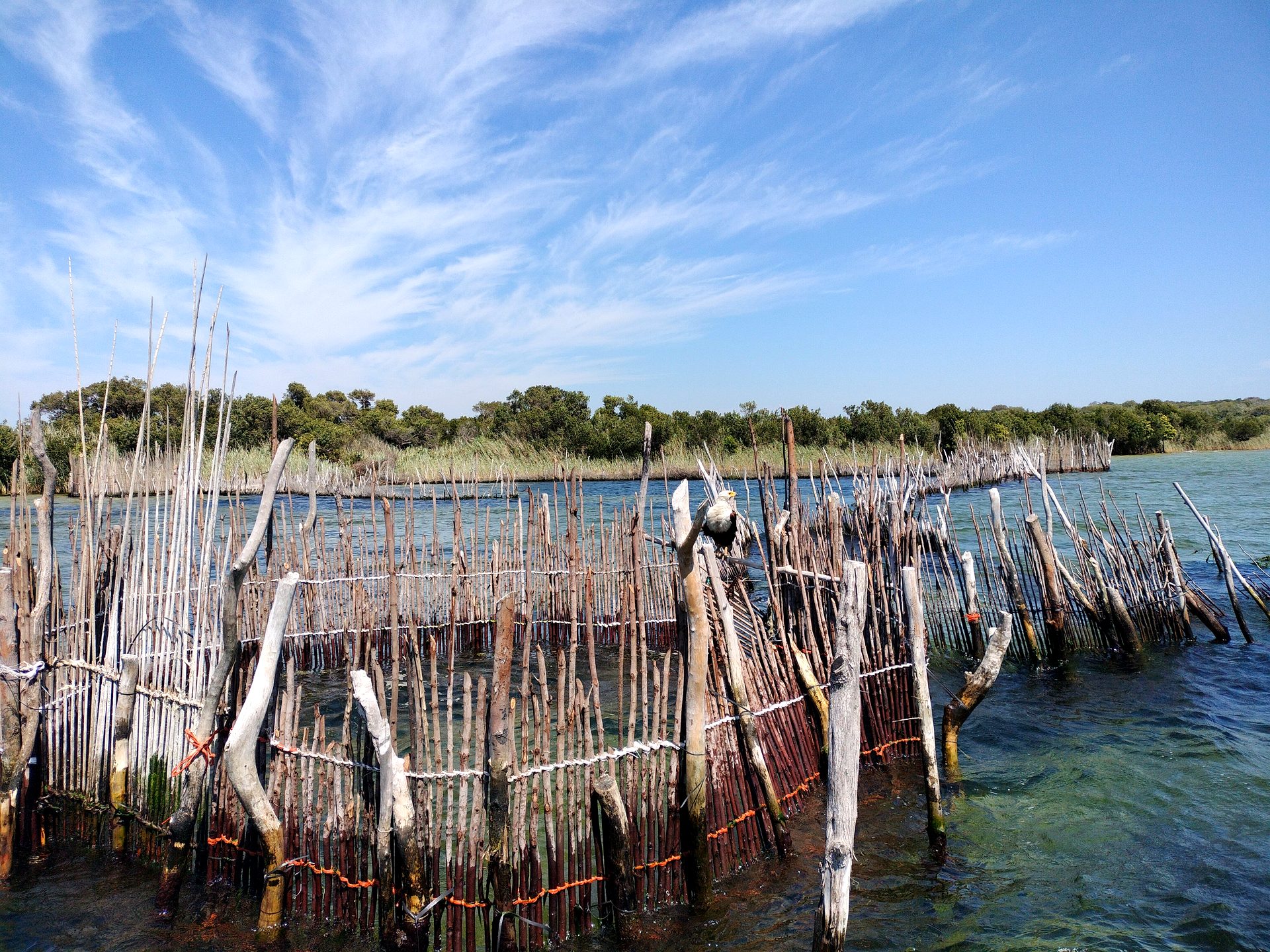 Ancient Thonga fish traps on the Kosi Bay lakes